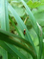 Tachyporus obtusus