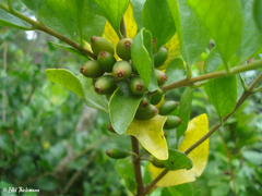 Notanthera heterophyllus