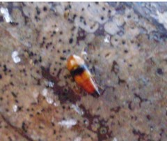 Tachyporus obtusus