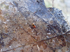 Tachyporus obtusus