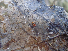 Tachyporus obtusus