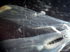 Sweltsa