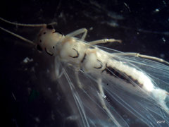 Sweltsa
