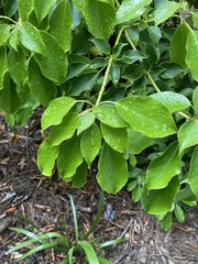 Trochodendron