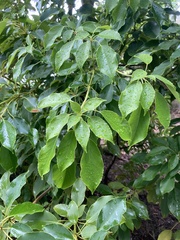 Trochodendron