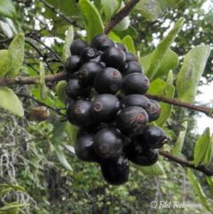 Notanthera heterophyllus