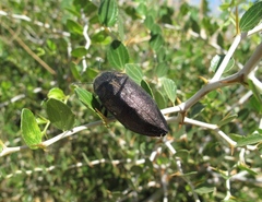 Julodis marmottani