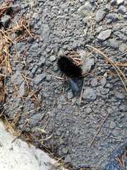 Hypercompe permaculata