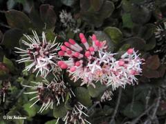 Notanthera heterophyllus