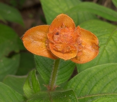 Palicourea granvillei