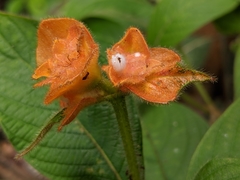 Palicourea granvillei
