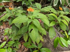 Palicourea granvillei