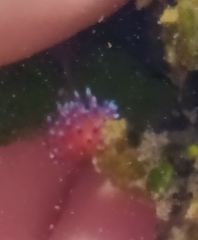 Coryphellina marcusorum