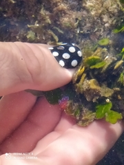 Coryphellina marcusorum