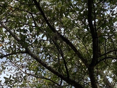 Tillandsia recurvata