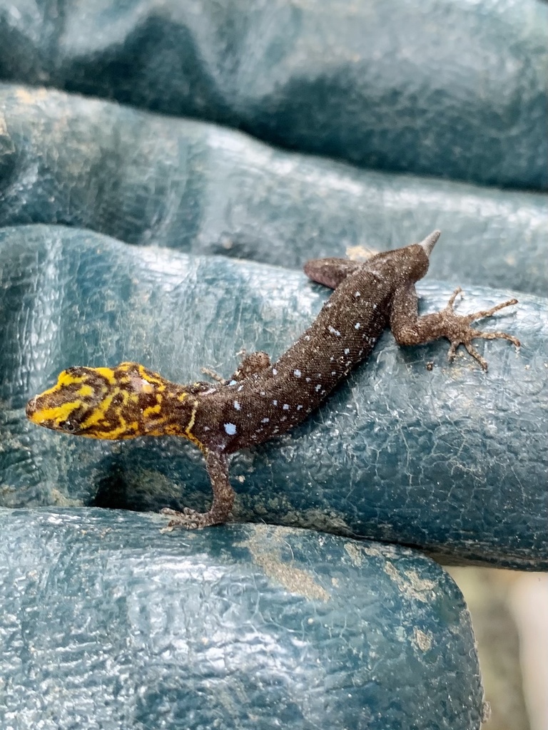 Shieldhead Gecko