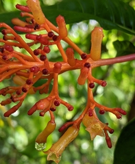 Palicourea croceoides
