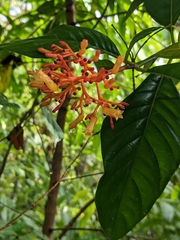 Palicourea croceoides