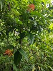 Palicourea croceoides