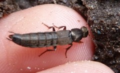 Ocypus aeneocephalus