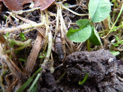 Ocypus aeneocephalus