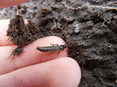 Ocypus aeneocephalus