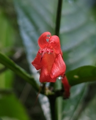 Ruellia fulgens