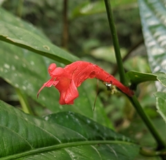 Ruellia fulgens