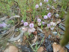 Melaleuca squamea
