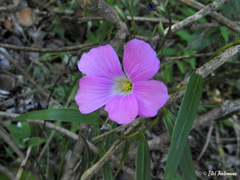 Oxalis arenaria