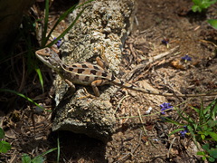 Diporiphora australis