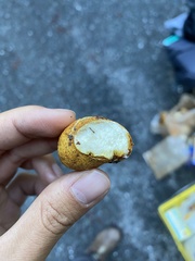 Leucogaster rubescens