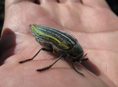 Julodis aristidis