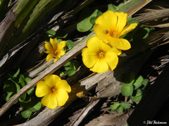 Oxalis perdicaria