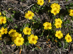 Oxalis perdicaria