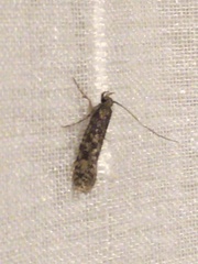 Lepidoptera