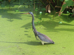 Egretta tricolor
