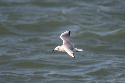iNaturalist observation 2020-11-04