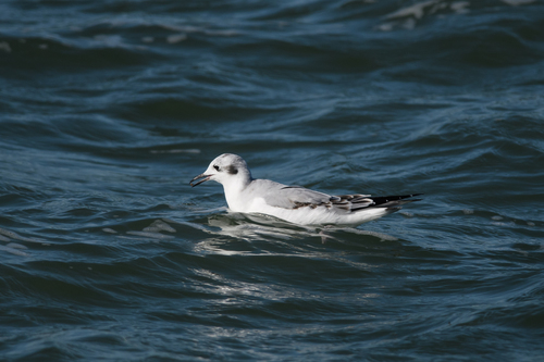 iNaturalist observation 2020-11-04