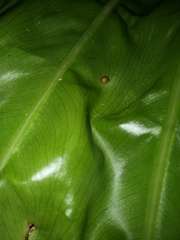 Kaliella scandens