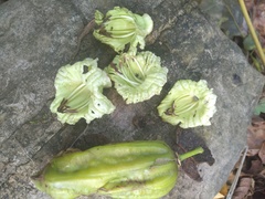 Parmentiera aculeata