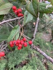 Cotoneaster × watereri