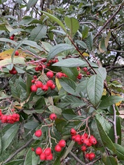 Cotoneaster × watereri