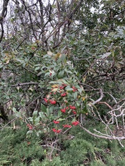 Cotoneaster × watereri