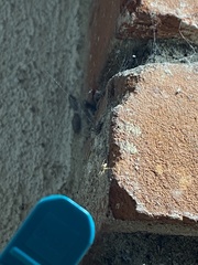 Uloborus