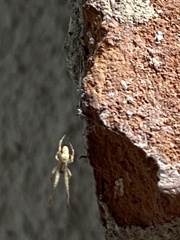 Uloborus