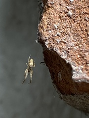 Uloborus