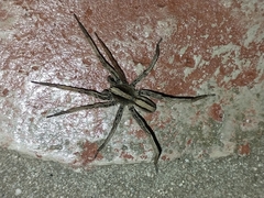 Centroctenus brevipes