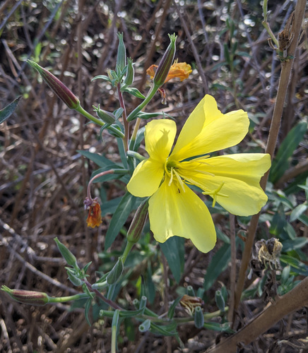iNaturalist observation photo of tall evening primrose