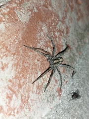 Centroctenus brevipes